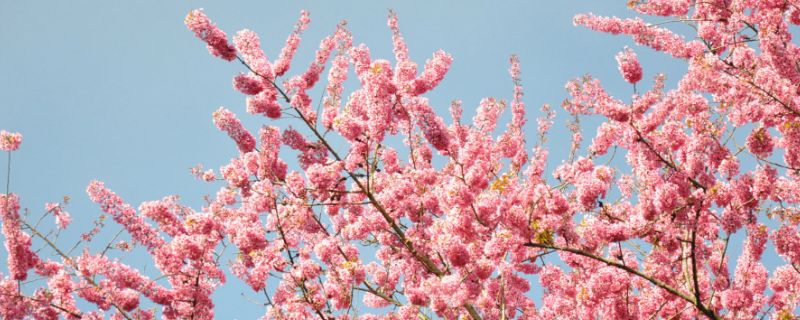 櫻花又叫什么花 櫻花又叫什么花