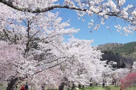 櫻花又叫什么花 櫻花又叫什么花