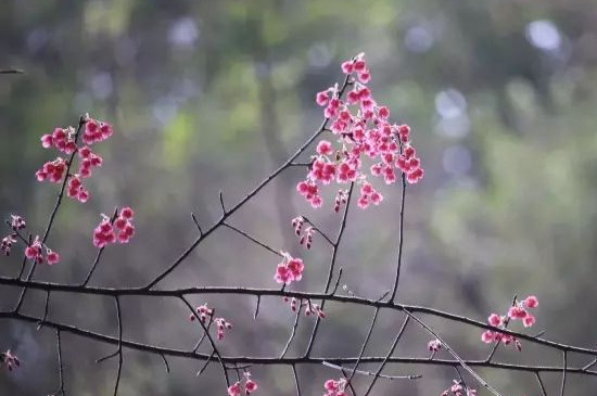 鐘花櫻怎么種植 鐘花櫻怎么種植