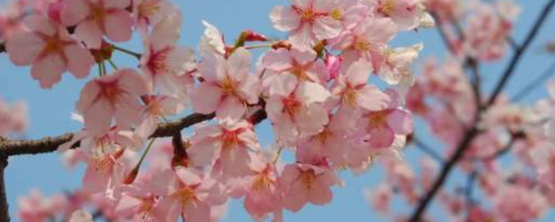 鐘花櫻怎么種植 鐘花櫻怎么種植