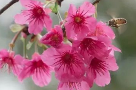 鐘花櫻怎么種植 鐘花櫻怎么種植