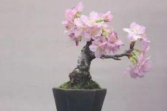 雪櫻花的養(yǎng)殖方法和注意事項 雪櫻花的養(yǎng)殖方法和注意事項