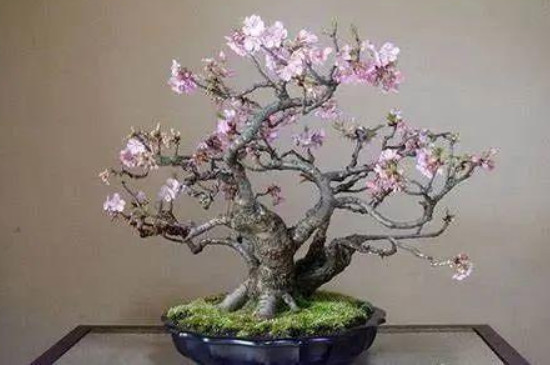 雪櫻花的養(yǎng)殖方法和注意事項 雪櫻花的養(yǎng)殖方法和注意事項