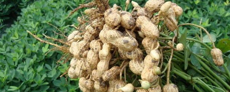 種花生多遠(yuǎn)一棵 種花生多遠(yuǎn)一棵