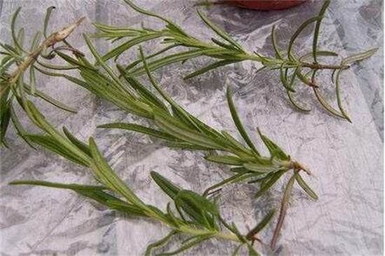 芙蓉花什么時候扦插，春季和秋季扦插成活率過百