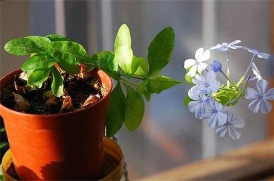 芙蓉花什么時候扦插，春季和秋季扦插成活率過百