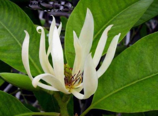 白蘭花花語(yǔ):純潔的愛(ài),真摯 白蘭花花語(yǔ):純潔的愛(ài),真摯