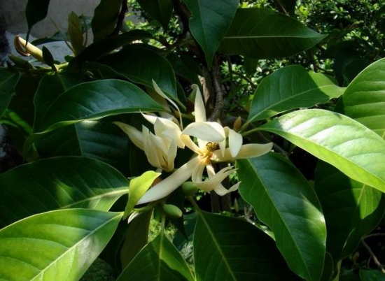 白蘭花花語(yǔ):純潔的愛(ài),真摯 白蘭花花語(yǔ):純潔的愛(ài),真摯