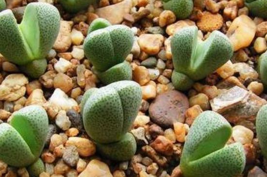 帝玉種在多大花盆里 帝玉種在多大花盆里
