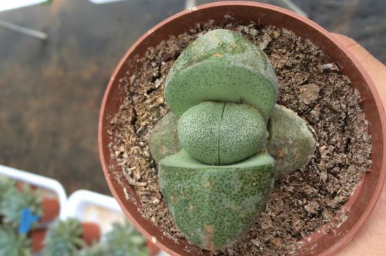 帝玉種在多大花盆里 帝玉種在多大花盆里
