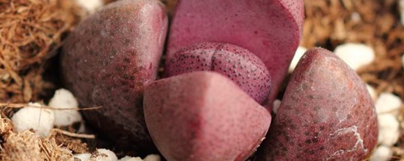 帝玉種在多大花盆里 帝玉種在多大花盆里