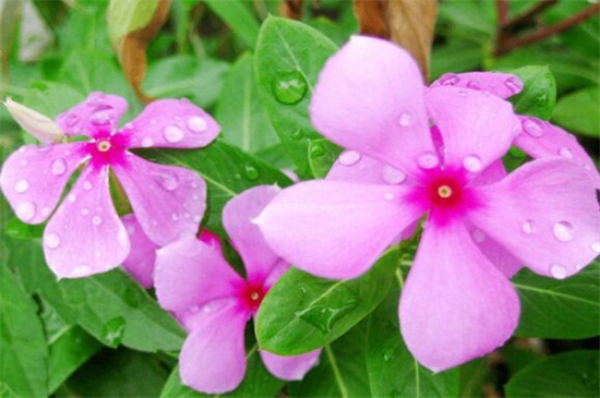 長(zhǎng)春花凈化空氣嗎，不能但可以擺放在室內(nèi)