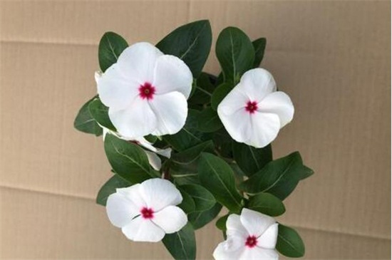 長(zhǎng)春花凈化空氣嗎，不能但可以擺放在室內(nèi)