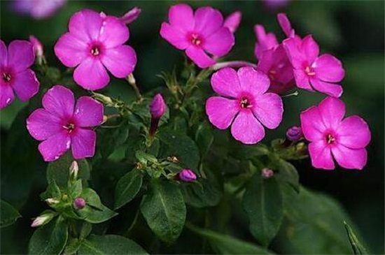 長(zhǎng)春花凈化空氣嗎，不能但可以擺放在室內(nèi)