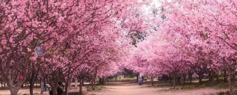 固鎮(zhèn)櫻花什么時候開花 固鎮(zhèn)櫻花什么時候開花