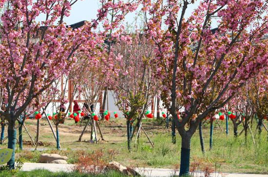 固鎮(zhèn)櫻花什么時候開花 固鎮(zhèn)櫻花什么時候開花