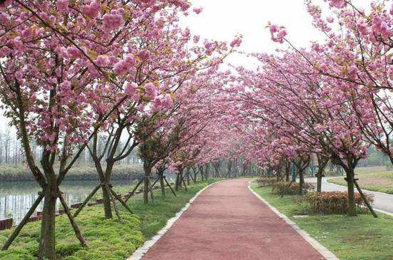 固鎮(zhèn)櫻花什么時候開花 固鎮(zhèn)櫻花什么時候開花