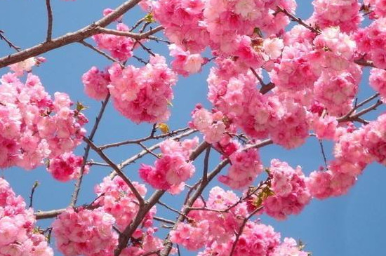 固鎮(zhèn)櫻花什么時候開花 固鎮(zhèn)櫻花什么時候開花