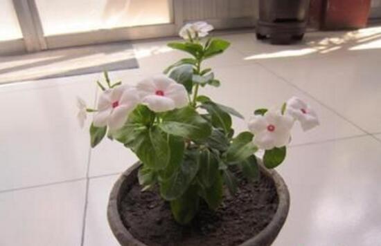 長春花如何播種，4個步驟教你播種美麗的長春花
