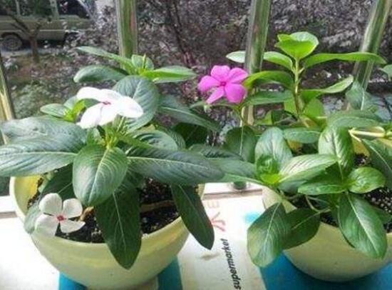 長春花如何播種，4個步驟教你播種美麗的長春花