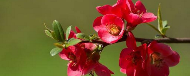 海棠花是完全花嗎 海棠花是完全花嗎