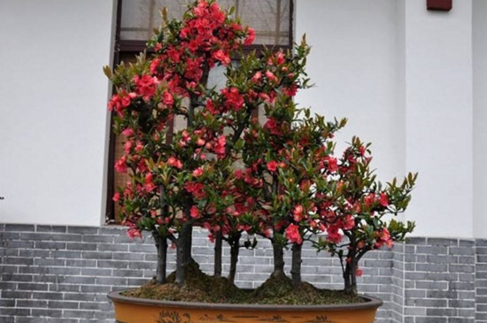 海棠花是完全花嗎 海棠花是完全花嗎