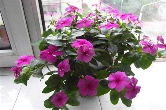 長春花可以養(yǎng)幾年 長春花可以養(yǎng)幾年