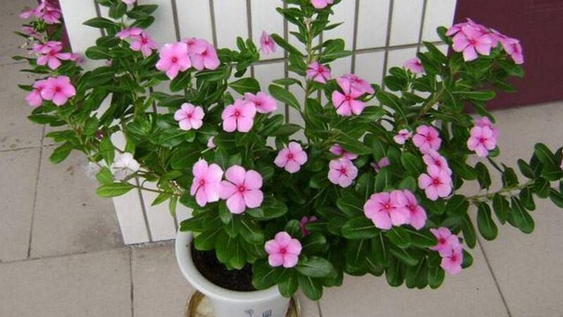 長春花可以養(yǎng)幾年 長春花可以養(yǎng)幾年