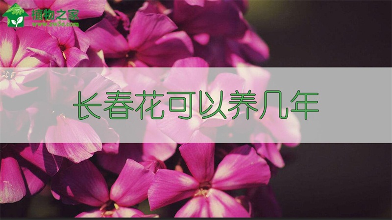 長春花可以養(yǎng)幾年 長春花可以養(yǎng)幾年