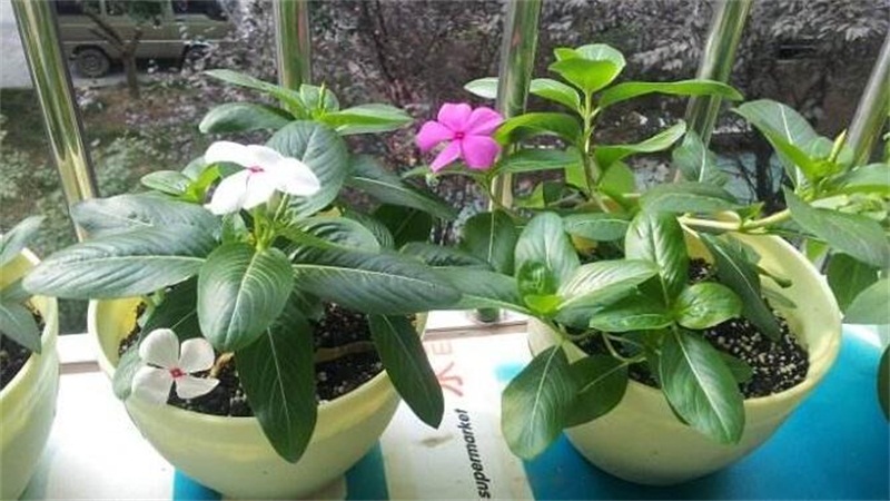 長春花的養(yǎng)殖方法和注意事項 長春花的養(yǎng)殖方法和注意事項