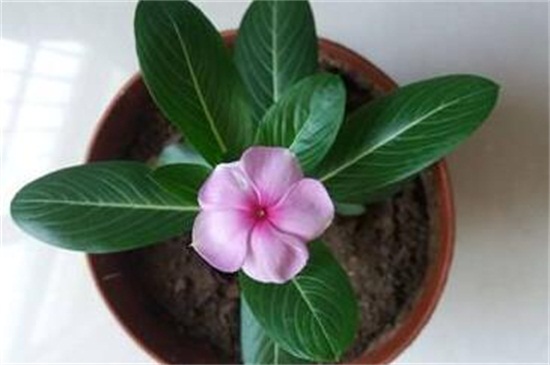 長春花的養(yǎng)殖方法和注意事項 長春花的養(yǎng)殖方法和注意事項