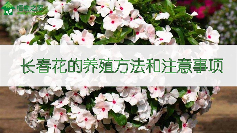 長春花的養(yǎng)殖方法和注意事項 長春花的養(yǎng)殖方法和注意事項