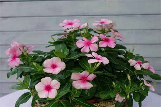 長春花的養(yǎng)殖方法和注意事項 長春花的養(yǎng)殖方法和注意事項