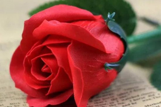 玫瑰花怎樣養(yǎng)的時間長 玫瑰花怎樣養(yǎng)的時間長