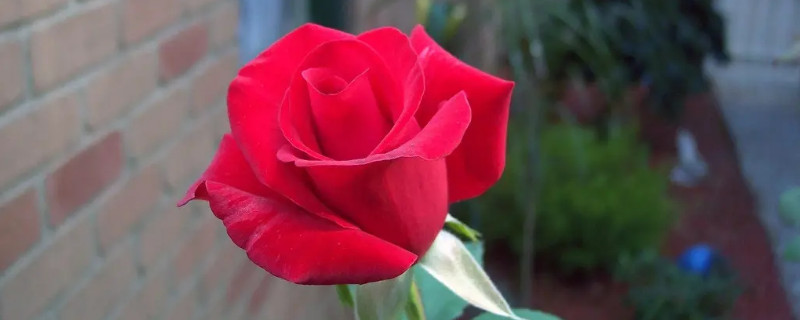 玫瑰花怎樣養(yǎng)的時間長 玫瑰花怎樣養(yǎng)的時間長