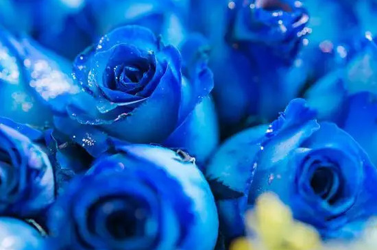 玫瑰花怎樣養(yǎng)的時間長 玫瑰花怎樣養(yǎng)的時間長