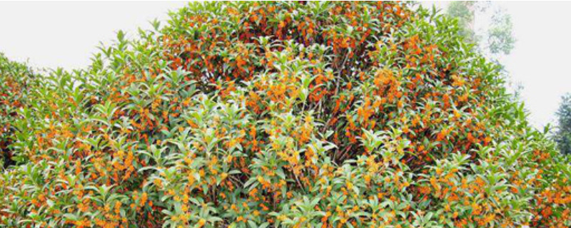 老金桂花的特點(diǎn) 老金桂花的特點(diǎn)