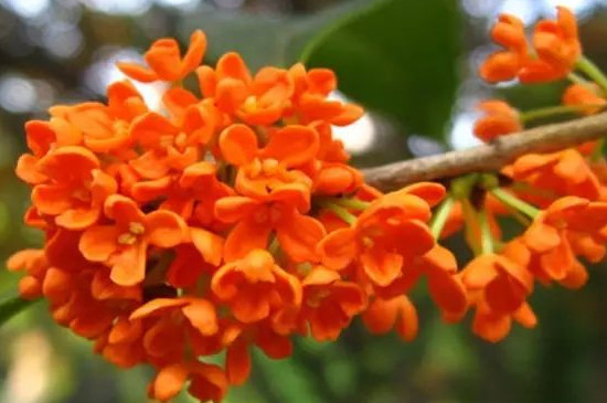 老金桂花的特點(diǎn) 老金桂花的特點(diǎn)
