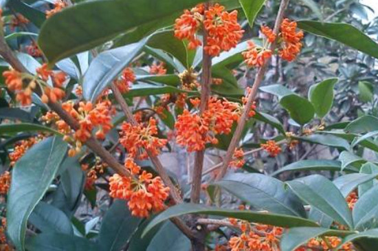 老金桂花的特點(diǎn) 老金桂花的特點(diǎn)