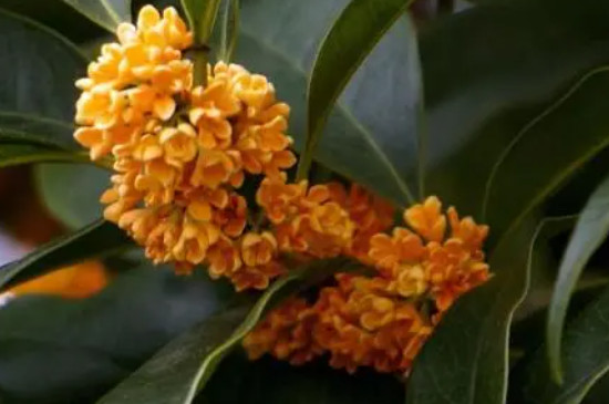 老金桂花的特點(diǎn) 老金桂花的特點(diǎn)