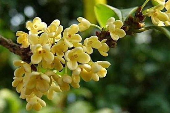 不可食用的桂花品種 不可食用的桂花品種