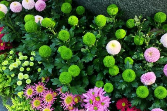 球菊可以養(yǎng)幾年 球菊可以養(yǎng)幾年