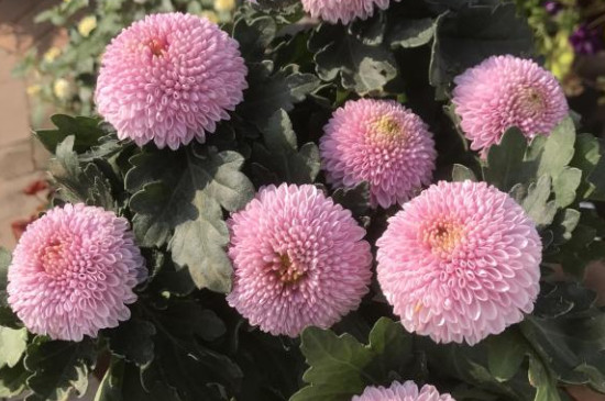 球菊可以養(yǎng)幾年 球菊可以養(yǎng)幾年