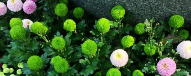 球菊可以養(yǎng)幾年 球菊可以養(yǎng)幾年