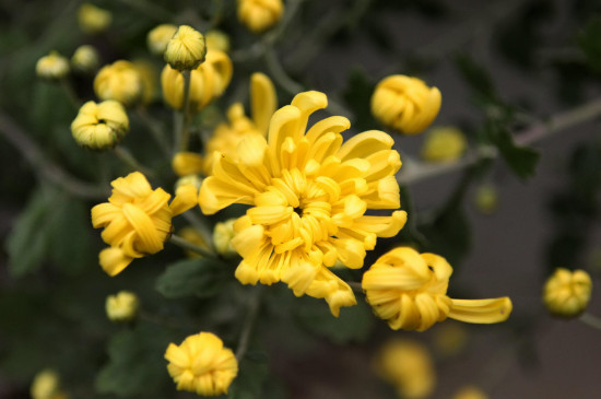 黃色菊花可以放家里嗎 黃色菊花可以放家里嗎