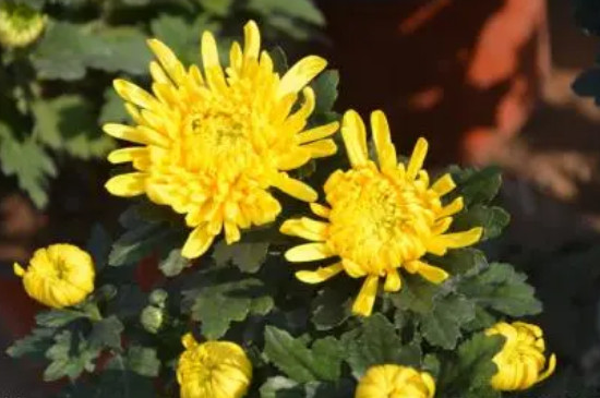 黃色菊花可以放家里嗎 黃色菊花可以放家里嗎