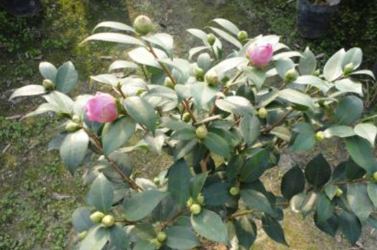 山茶花葉子變褐色干枯脫落原因 山茶花葉子變褐色干枯脫落原因