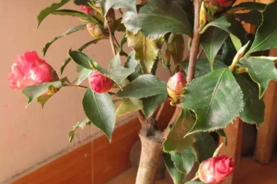 山茶花葉子變褐色干枯脫落原因 山茶花葉子變褐色干枯脫落原因