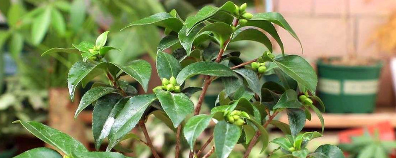 山茶花葉子變褐色干枯脫落原因 山茶花葉子變褐色干枯脫落原因