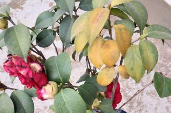 山茶花葉子變褐色干枯脫落原因 山茶花葉子變褐色干枯脫落原因